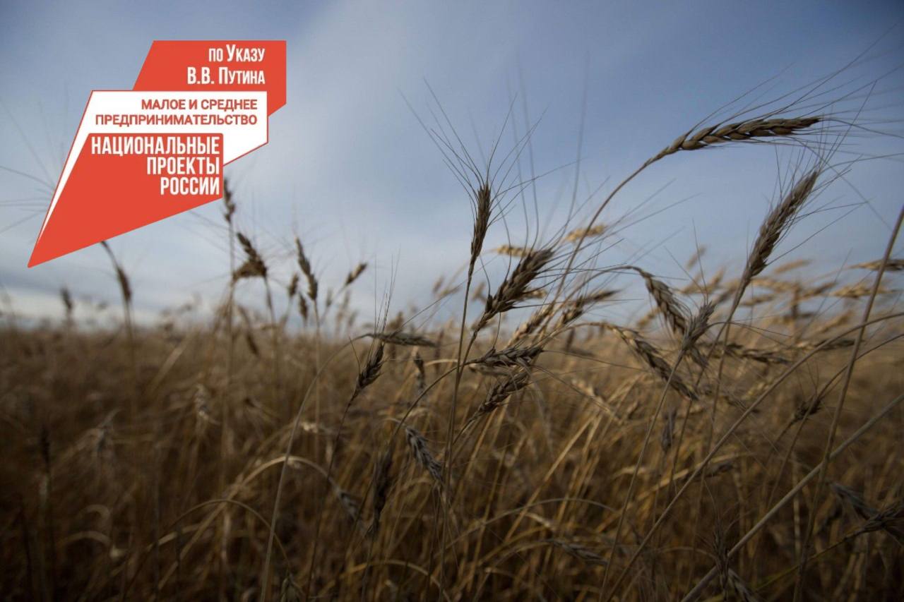 Северные районы Бурятии получили 14 млн. рублей на приобретение семян кормовых культур.