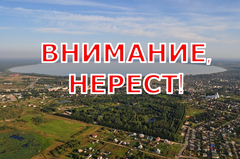 ВНИМАНИЕ, НЕРЕСТ!.