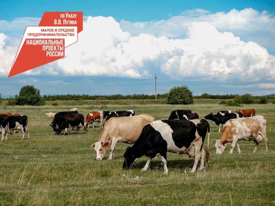 Фермеров Бурятии приглашают на семинар по улучшению кормовых рационов крупного рогатого скота.