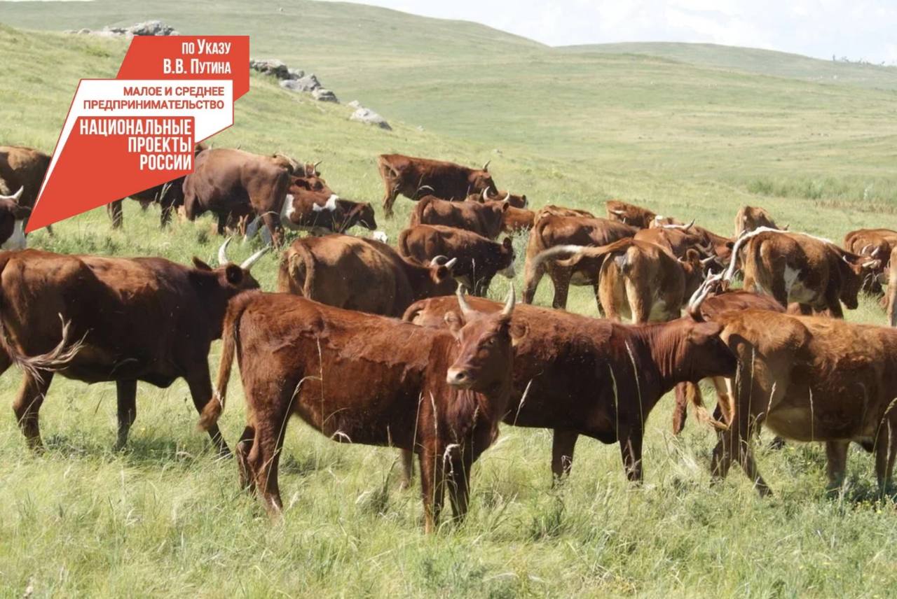 В Бурятии 560 хозяйств получат субсидии на развитие животноводства.